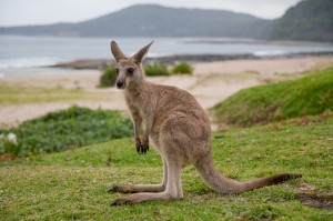 Chill with the kangaroos - Aussie Backpacker 